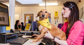 working for dogs trust
